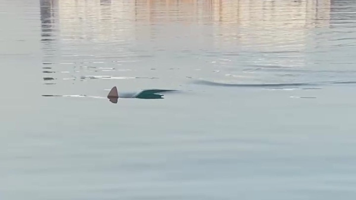 Hatay’da köpek balığını görüntüleyen amatör balıkçının heyecanı