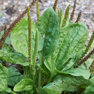 herkesin gozunun onunde ama kimsenin fark etmedigi o mucizevi bitki 8EAJjNXk