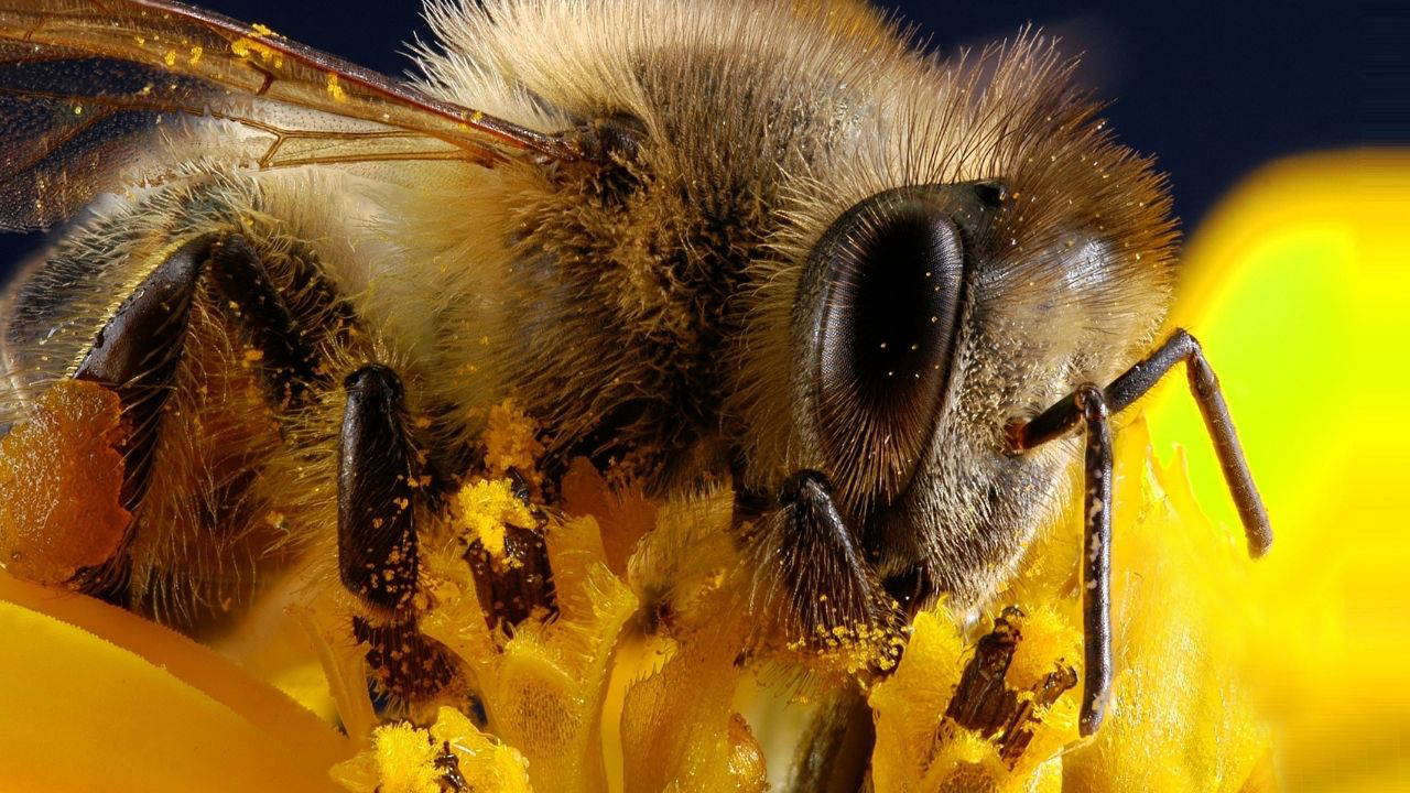 arilarin yalnizca iki gozu yok binlercesi var iNxviKwh