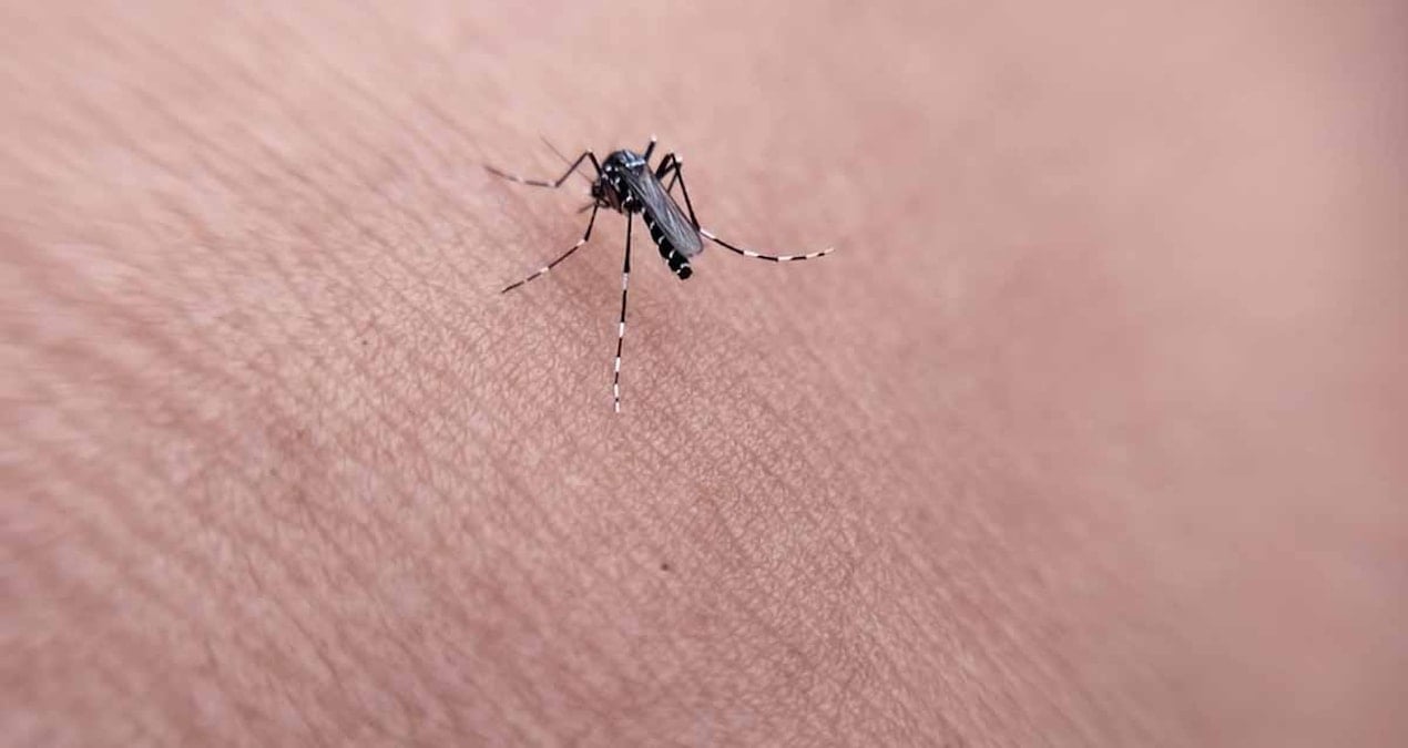 dang hummasi tasiyan sivrisinek tespit edildi xIBScSD6