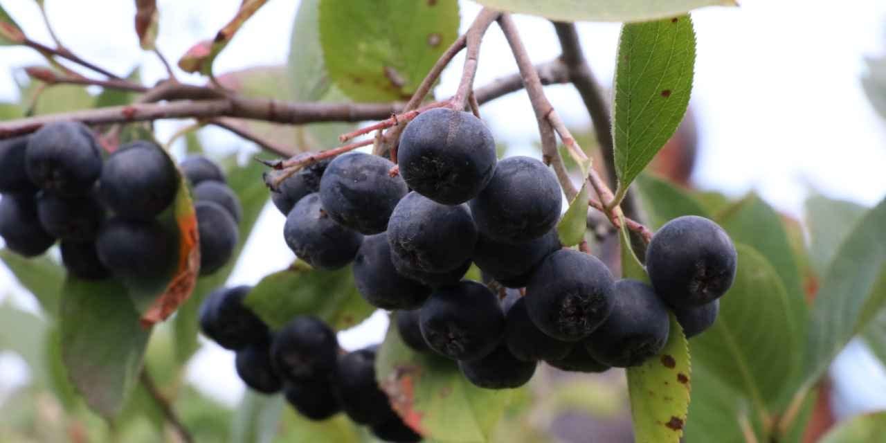 kalbe bagisikliga gozlere iyi geliyor kilosu 400 liradan 510 dekarda 250 ton urun bekleniyor mUUIkjLO