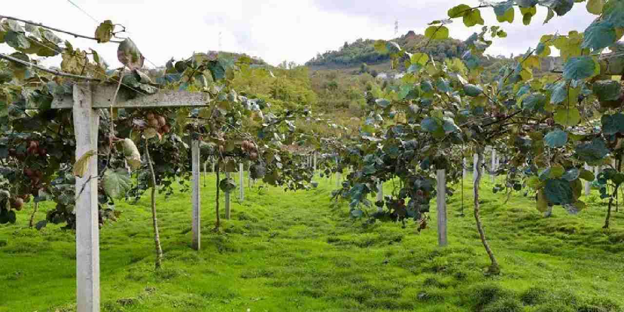 4 bin ton rekolte bekleniyor kilogram fiyati belli oldu SkBUbVRx.jpg