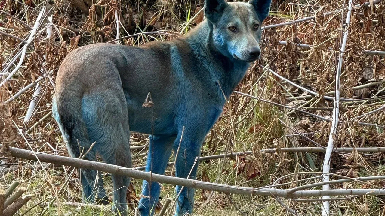 cernobilde ortaya cikan mavi kopekler bu hayvanlara ne oldu jQY9Wr9w.jpg