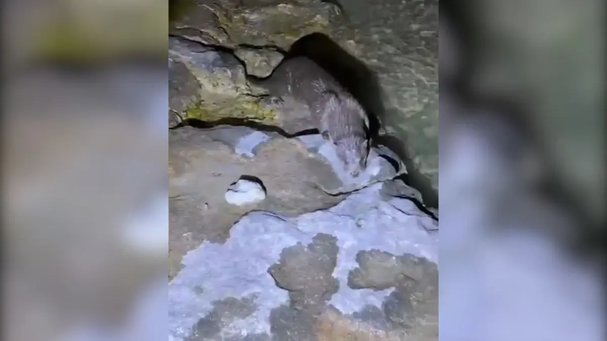 halfetide nesli tukenme tehlikesindeki su samuru goruntulendi nLrby9GE.jpg