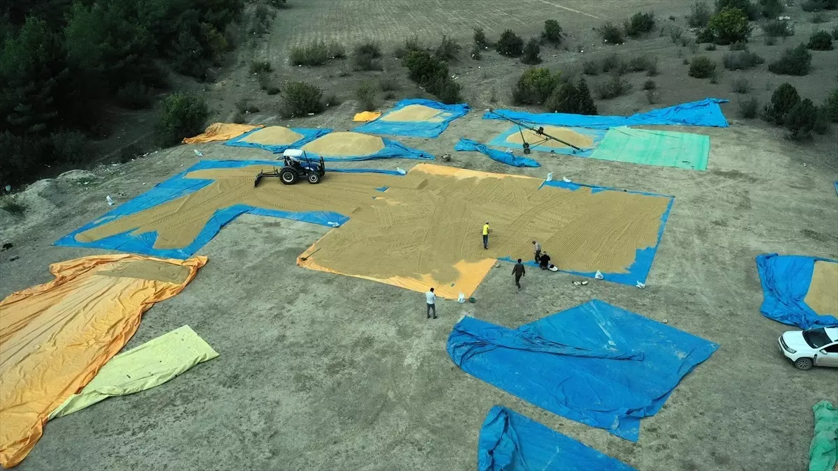 tosyada celtik kurutma gelenegi 5hbIe46g.jpg