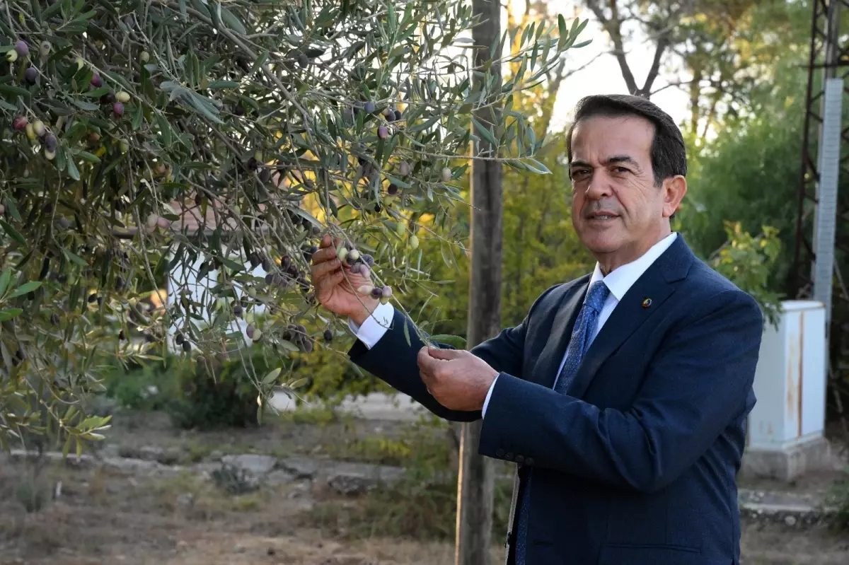 zeytinparkta asirlik zeytin agaclarindan 70 kilogram zeytin bekleniyor OiN4prlf