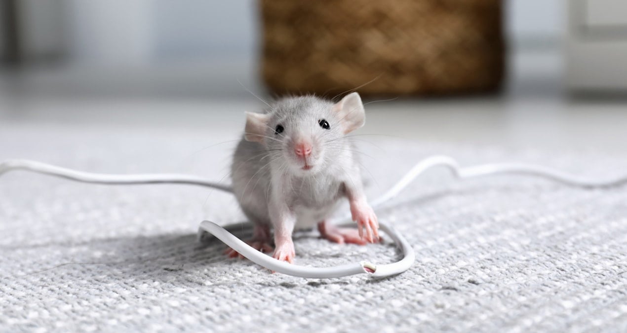 Kemirgenler, Dünya Çapında Bir Devi Ekonomik Çöküşe Sürükledi