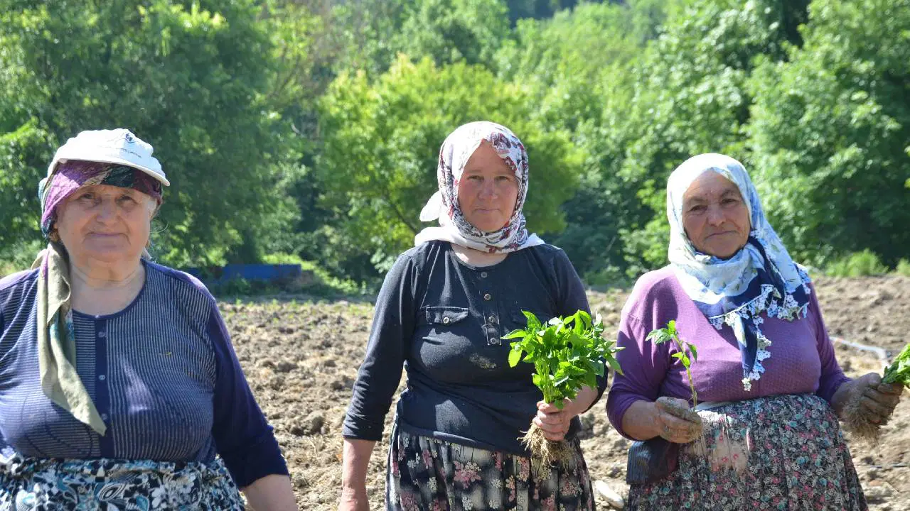 Çukurören’in tescilli lezzetinde ekim başladı: 162 yıllık tarım mirasına çimento tehdidi!